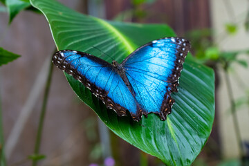 Beautiful close up view of the electric blue morpho butterfly in Costa Rica