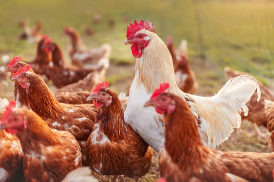 happy free range organic chicken and. a rooster in the meadow