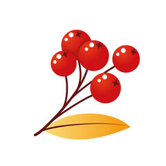 Rowan tree branch with leaves and berries. Vector illustration isolated on a white background. Mountain ash autumn design. Gradient fill. Bunch of mountain ash