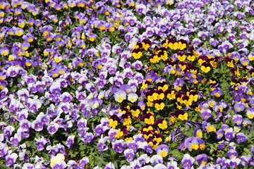 blooming wild pansies in a garden in thailand