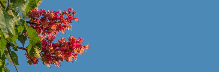 Banner with rare reddish flowers of chestnut tree at amazing blossom in Spring with blue sky background and copy space. Concept Spring, renewal and happiness.