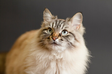 fluffy Siamese cat with blue eyes on black studio background looking up , beautiful domestic animals