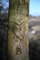 Hochformat Baumstamm mit eingeritztem Herz zum Valentinstag