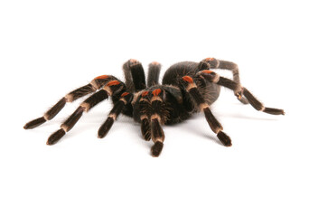 mexican flame knee tarantula
