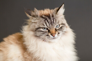 Naklejka premium portrait of fluffy Siamese cat with blue eye, angry animal face, concept pet