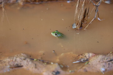 frog on the water surface