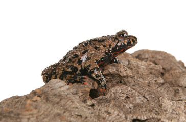Fire-bellied toad