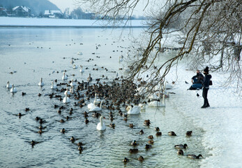 Birds in Kaunas City Neman River in Winter