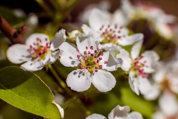 Beautiful apple tree branch with flowers in june