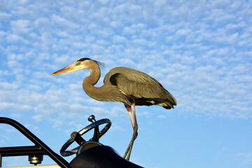 Great Blue Heron - Fischreiher in Florida