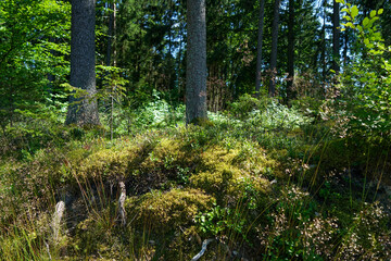 Landscape shots in the Bavarian Forest in Bavaria in daylight