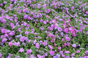 blooming petunia and other flowers in a garden in thailand