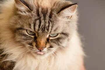 portrait of fluffy Siamese cat with blue eye, funny cat's face grimace, concept pet