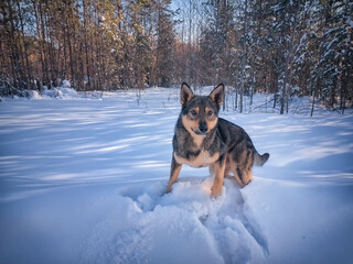 Portrait of a young dog standing against a background of white snow in winter.