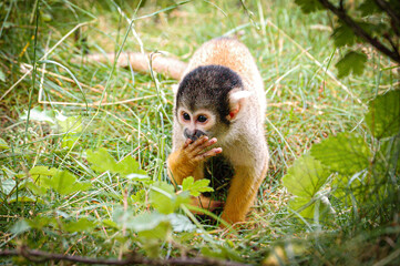 Squirrel monkey licking his fingers
