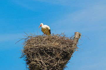 Stork sitting on huge nest