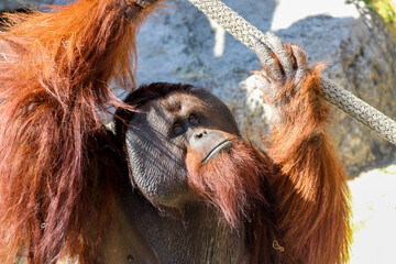 Male Orangutan at the zoo