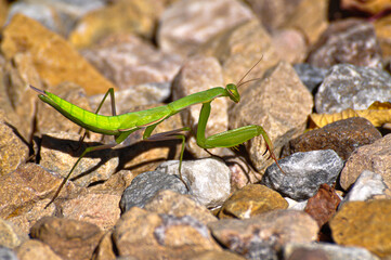 Praying mantis on rocky surface