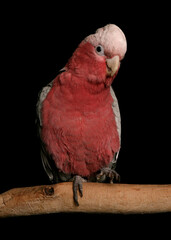 rose breasted cockatoo