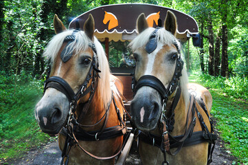 Two Haflinger horses in front of covered wagon