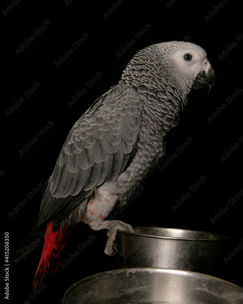 Wall mural congo african grey parrot