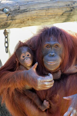 Adorable baby orangutan with its mother 