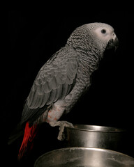 Congo African Grey Parrot
