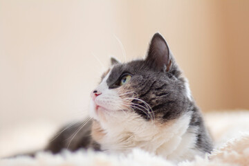 cute curious grey cat lying on bed on plaid indoors and looking playful, concept of lovely pets, cozy morning