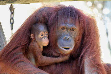 Mom and Baby Orangutan together 