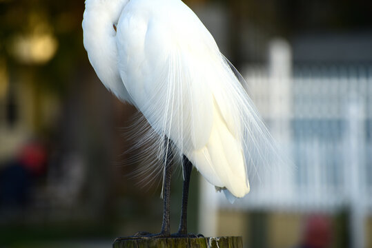 Great Egret - Silberreiher in Florida