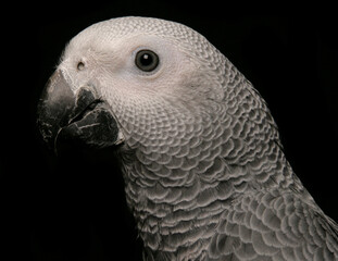 Obraz premium Congo African Grey Parrot
