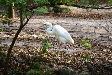 Great Egret - Silberreiher in Florida