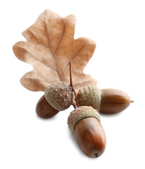 Oak twig with acorns and leaf on white background © New Africa