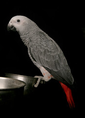 Obraz premium Congo African Grey Parrot