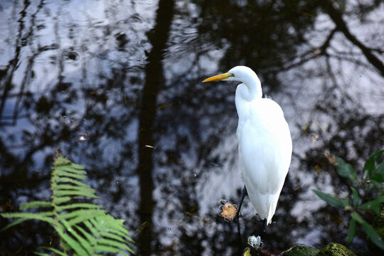 Great Egret - Silberreiher in Florida