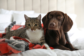 Adorable cat and dog together on plaid indoors © New Africa