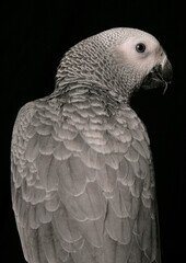 Congo African Grey Parrot