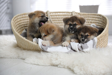 Adorable Akita Inu puppies in dog bed indoors