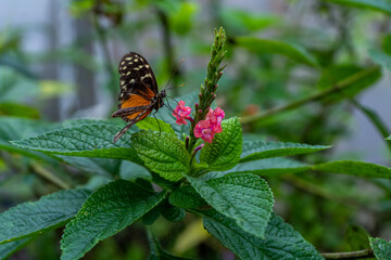 Beautiful close up view of the Monarch butterfly in Costa Rica