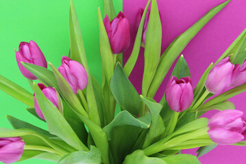 bouquet of pink tulips on the green and pink background