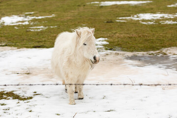 pony on a meadow in winter