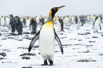 King Penguin posing in the snow