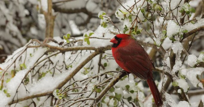 Cardinal on snow and ice covered bush