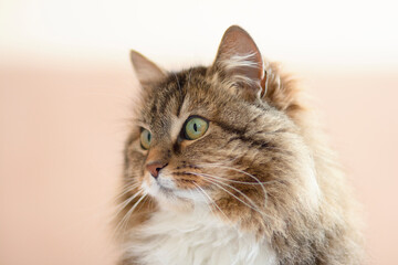 beautiful Siberian fluffy cat indoors, concept lovely pets, lifo of domestic animals