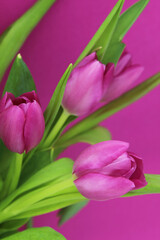 pink tulips on a pink background, floral close up