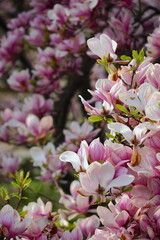 Magnolia pink blossom tree flowers, close up branch, outdoor.  