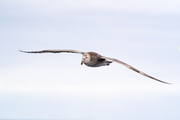 Northern Giant Petrel in flight