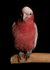 rose breasted cockatoo