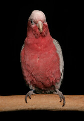 rose breasted cockatoo