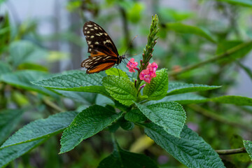 Beautiful close up view of the Monarch butterfly in Costa Rica
